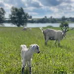 Kaszuby, Z Alpakami- Z Lazienka Farma