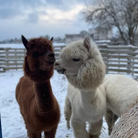 Kaszuby, Z Alpakami- Z Lazienka * Dzierzazno