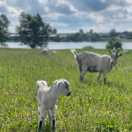 Kaszuby, Z Alpakami- Z Lazienka Alloggio per agriturismo