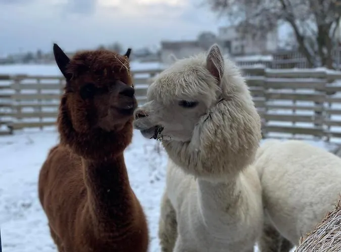 Kaszuby, Z Alpakami- Z Lazienka * Dzierzazno