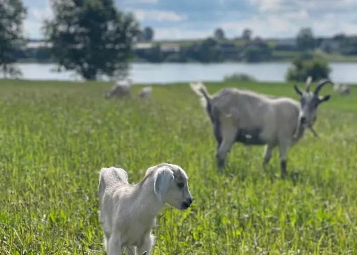 Kaszuby, Z Alpakami- Z Lazienka Lantgård